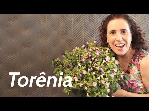 Vídeo: Torenia pode ser cultivada dentro de casa?