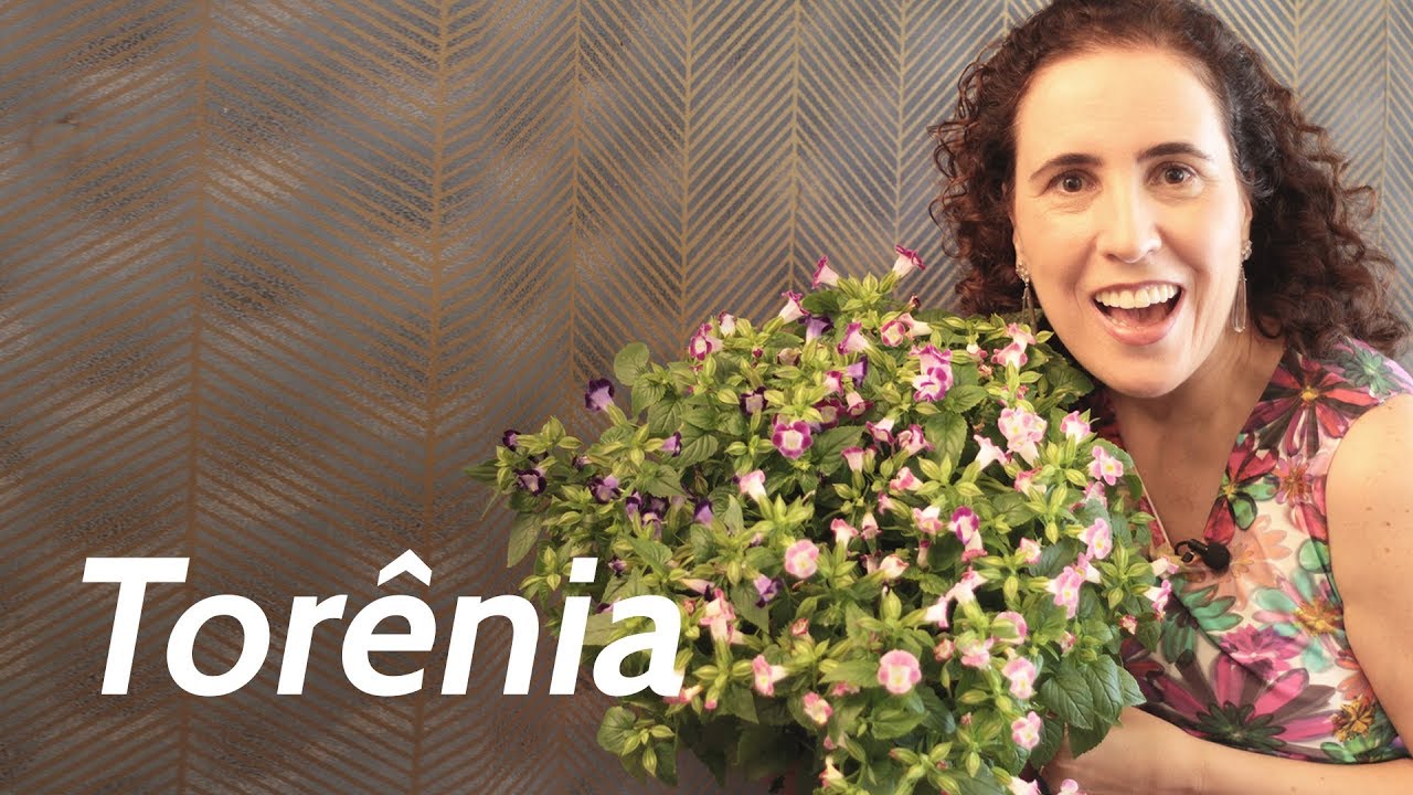 CULTIVEI UMA TORÊNIA, SUPER CHARMOSA! | Nô Figueiredo