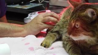 Rehabilitación a gato  Animalia Barcelona