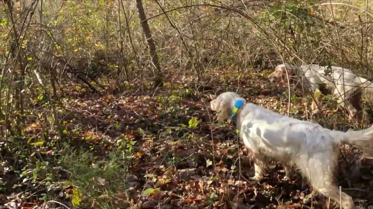 BECCACCE CON IL 28 2023 N9