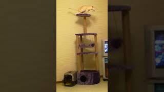 Кот жесть как упал, но ни одно животное не пострадало Cat tin as it fell, but no animal was hurt Кот жесть как упал, но ни одно животное не пострадало Cat tin as it fell, but no animal was hurt