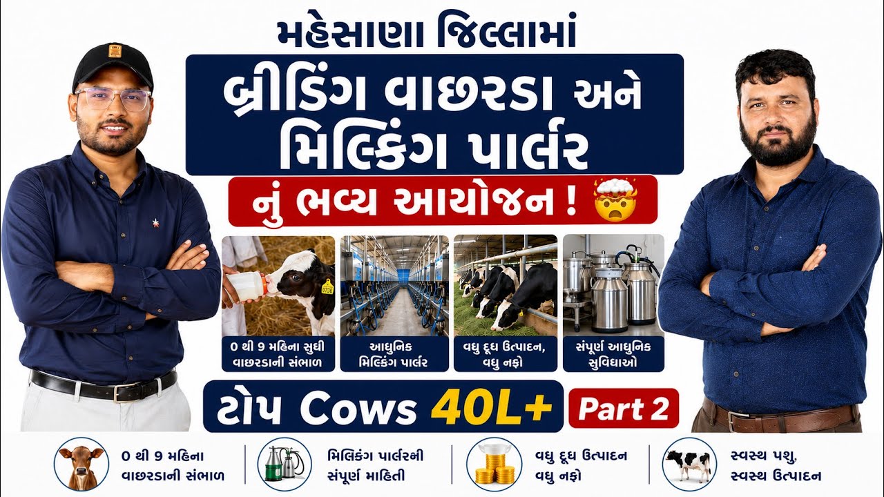 મહેસાણા જિલ્લામાં બ્રીડિંગ વાળા વાછરડા અને મિલ્કીંગ પાર્લર નું ભવ્ય આયોજન ગુજરતીમાં 🤯 #પશુપાલન 