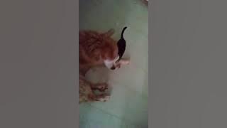 f5d86548-21be-42ec-bd75-20f5df34cd99.mp4