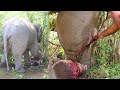 Abscess popped from elephants leg timely treatment from kind humans made him live again