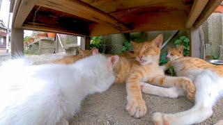 島の猫の子育ては自分の子供、他所の子供関係なく育てます