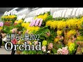 【4K Orchid】Japan Grand Prix International Orchid and Flower Show 2022.#世界らん展2022　#4K #Orchid