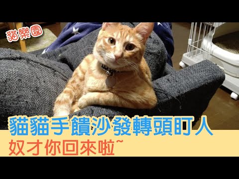 貓貓手饋沙發轉頭盯人 奴才你回來啦~