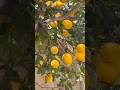 Life in Italy 🇮🇹 Lemon trees everywhere 🍋