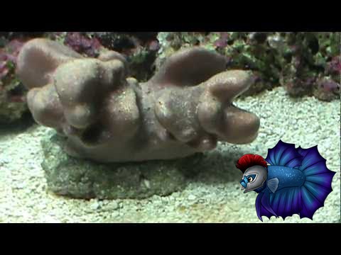 caring for leather corals