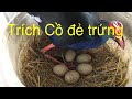 Chim Trích Cồ sinh sản -Nuôi trích cồ sinh sản