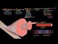 Muscle Structure and Organization Quiz