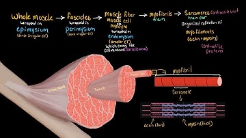 Structural Organization of Skeletal Muscle