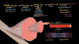 Structural Organization of Skeletal Muscle by Anatomy Hero 18,525 views 7 months ago 5 minutes, 12 seconds