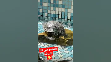 السلاحف البرمائية 
