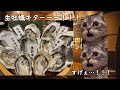 新橋で牡蠣をたくさん食べた話 #猫ミーム #猫マニ
