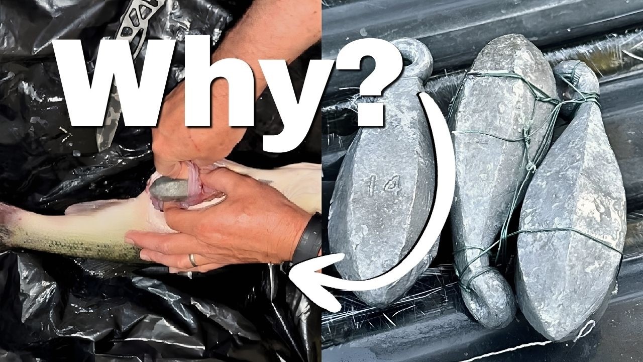 Bass Fishing Cheaters – Why Do They Do it?