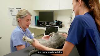 Our Introduction | Gawler Animal Hospital