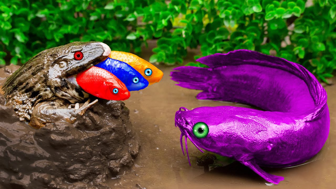 Catfish hunting frogs Colorful Koi Fish VIdeo Primitive Fish Video