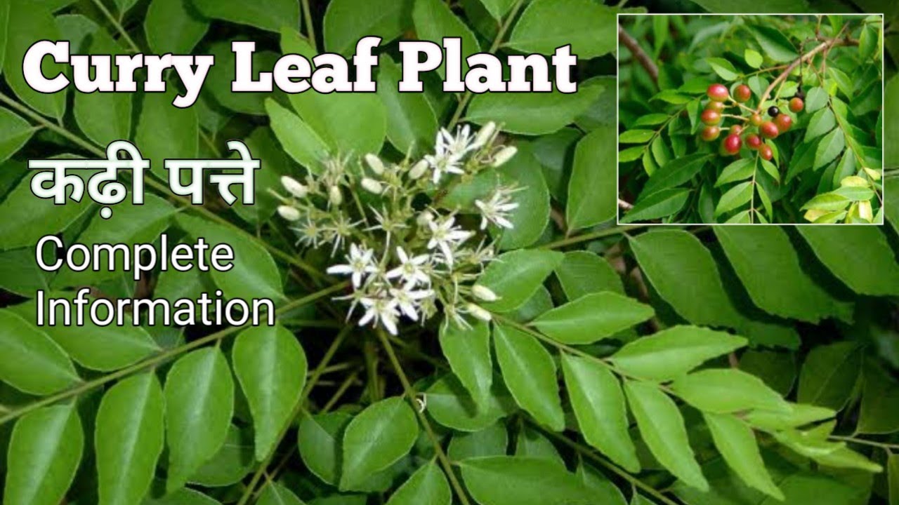 Indian Curry Leaf Plants Care Murraya Koenigii YouTube indian-curry-leaf-plants-care-murraya-koenigii-youtube