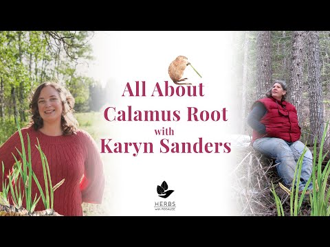 Video: Waar wordt acorus calamus voor gebruikt?