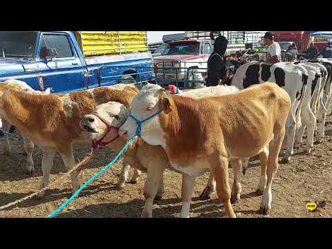 PLAZA GANADERA -CIENEGUILLAS DE GUADALUPE -VARIEDAD DE GANADO-BUENOS PRECIOS, MI GENTE YA VOLVIMOS.