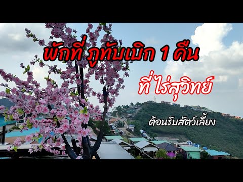 พักภูทับเบิก 1 คืน ที่ไร่สุวิทย์  ที่พักที่รับน้องหมา บรรยากาศสุดแสนจะฟิน