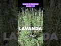 La Lavada Resiste Bajas Temperaturas 🌿🥶 #agriculture #garden #shortvideo #shortsvideo #short