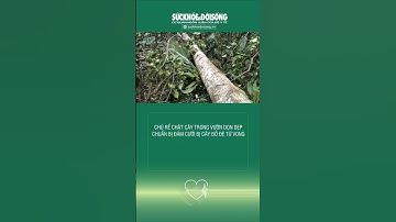 Hà Tĩnh: Chú Rể Chặt Cây Trong Vườn Dọn Dẹp Chuẩn Bị Đám Cưới Bị Cây Đổ Đè Tử Vong #shorts