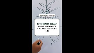 Whiteboard Session: Late-Season Cobalt for ROI