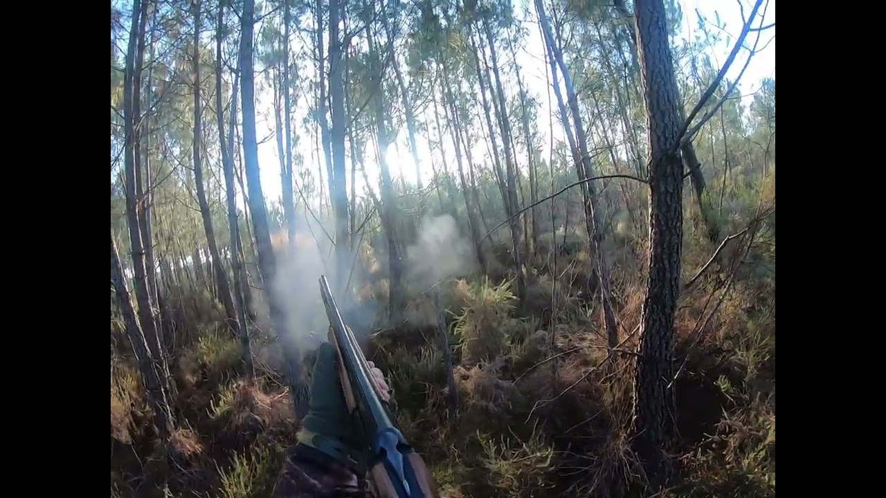 Chasse à la bécasse dans Les Landes 39