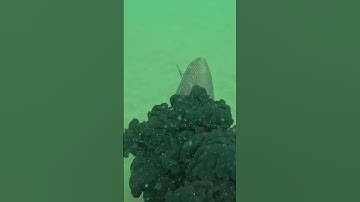 Phát hiện hai con mực nang To Khủng #videobanquyentholanbien86