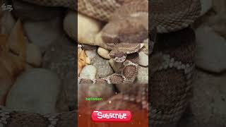 Cascabel Rattlesnake #snake #animals