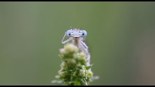 dragonfly wallpaper - insect moving wallpaper screenshot 2