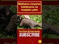 Mfahamu Mnyama Kakakuona Na Maajabu Yake 2 Shorts 