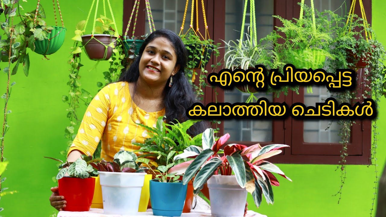 My calathea plant collection | എന്റെ കലാത്തിയ ചെടികൾ