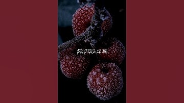 وَسِيقَ الَّذِينَ كَفَرُوا إِلَىٰ جَهَنَّمَ زُمَرًا ۖ سورة الزمر | خشوع لا يوصف