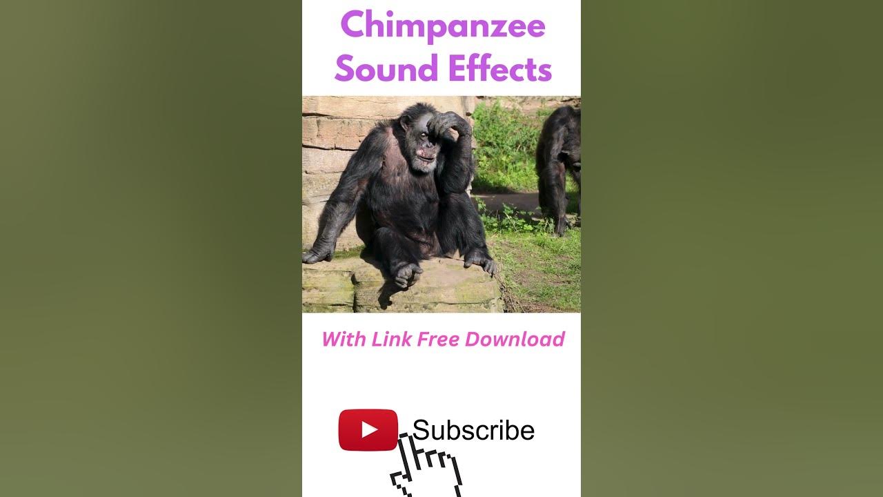 Chimpanzee Sound Effects #soundeffects #shorts - YouTube