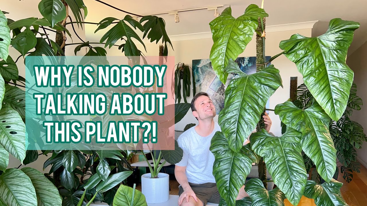 burle marx philodendron variegated Philodendron Burle Marx Snow White main image 1