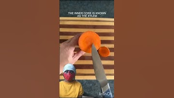 Carrot lnner Core Removal Hack 🤯#experimnent #shorts