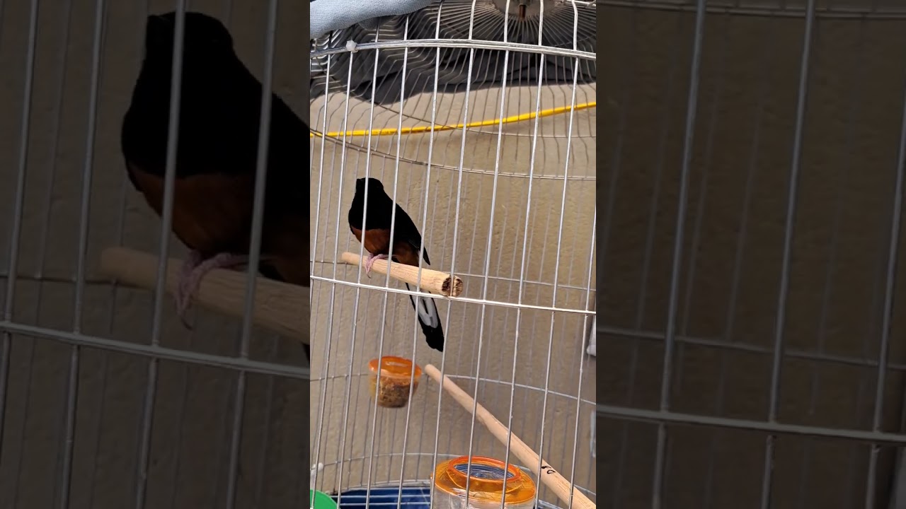 cách cho chim ăn cám nhiều