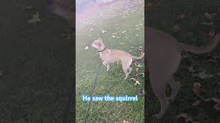 He likes looking the squirrel 🐕❤️ #outdoors #puppy #love #dogs #pets #chihuahua #happy #usa