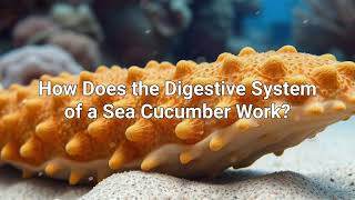 How Does the Digestive System of a Sea Cucumber Work? 🌊