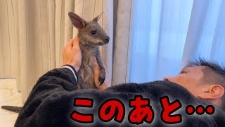なんの前触れもなく急に豹変するカンガルーの赤ちゃん - YouTube
