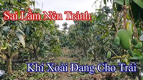 Có nên tỉa cành khi xoài đang có trái |Gốc Cù Lao|
