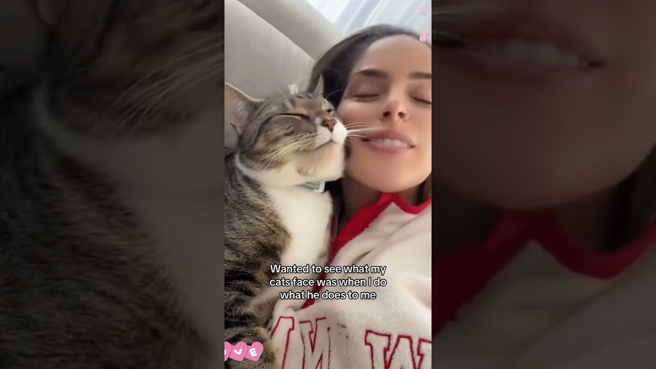 The Bond Between A Cat And Its Human 