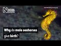 Why do male seahorses give birth? (Audio Described)