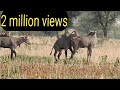#17 Nilgai have more excitement why