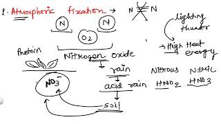 Nitrogen Fixation : First stage of Nitrogen cycle