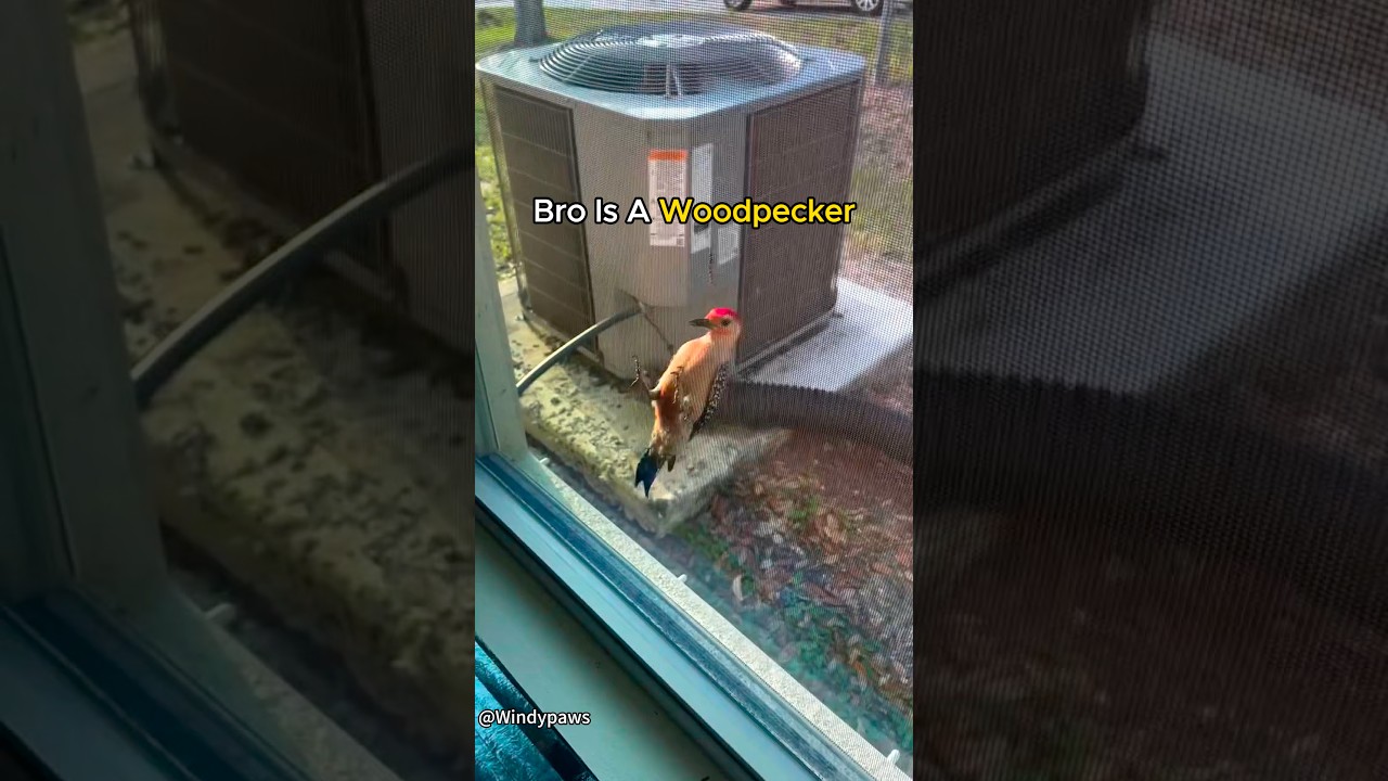 This Woodpecker Thinks Everything Is A Tree.#woodpecker #birds #bird #funny #animals #animallife