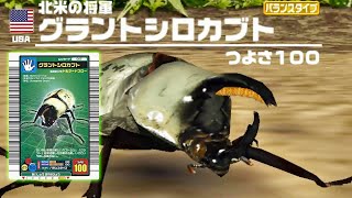 甲虫王者ムシキング　グラントシロクワガタ mqdefault.jpg